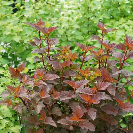 Ginger Wine ninebark burgundy and orange foliage in the landscape